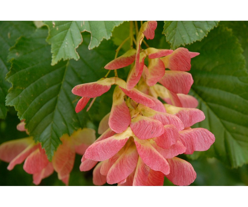 Hot Wings Tatarian Maple